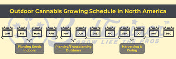 Outdoor cannabis growing calendar for North America – When to plant seeds, transplant outdoors, and harvest for bigger buds with BudTrainer®.