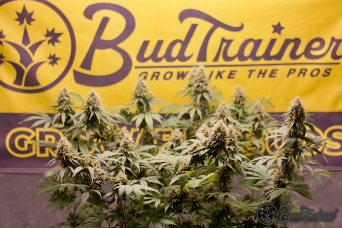 Mature cannabis flowers in bloom with BudTrainer banner in the background.