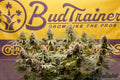 Mature cannabis flowers in bloom with BudTrainer banner in the background.