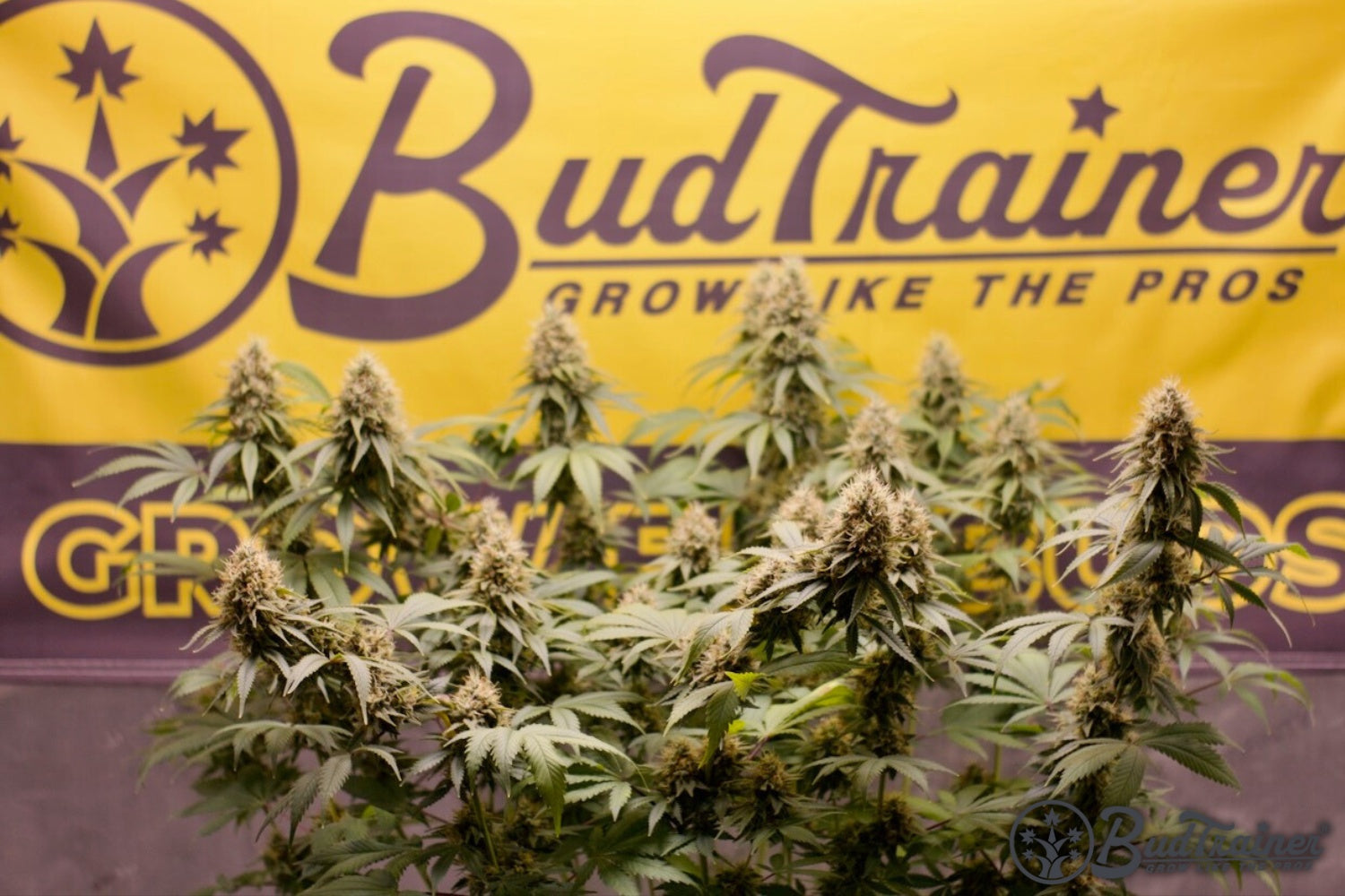 Mature cannabis flowers in bloom with BudTrainer banner in the background.