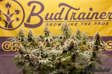 Mature cannabis flowers in bloom with BudTrainer banner in the background.