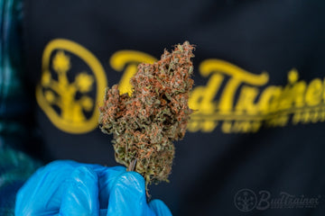 Gloved hand holding a dried cannabis flower with vibrant orange pistils.