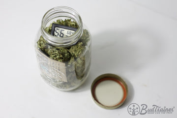 Glass jar filled with cannabis buds and a hygrometer on top, lid placed beside it.