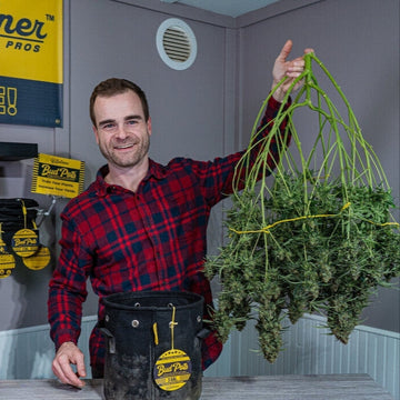 Person holding harvested autoflower cannabis plant above a BudTrainer fabric pot.