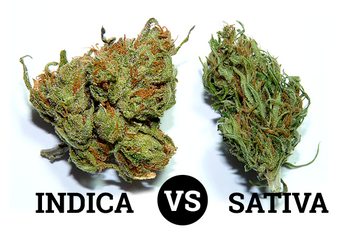 Indica vs Sativa cannabis flower comparison – visual differences in bud structure, density, and trichome coverage for home growers.