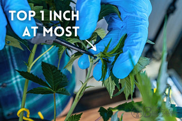 Blue-gloved hands topping a cannabis plant by trimming 1 inch from the branch tip with scissors.