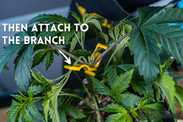 Attaching BudClips from BudTrainer to cannabis branch for precise low stress training and mainline control.