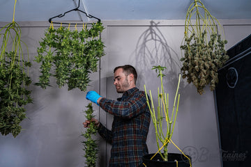 Man harvesting and hanging cannabis plants to dry in a grow room with multiple drying methods.