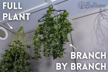 Harvested cannabis plants drying on hangers—one whole plant and one trimmed branch-by-branch.