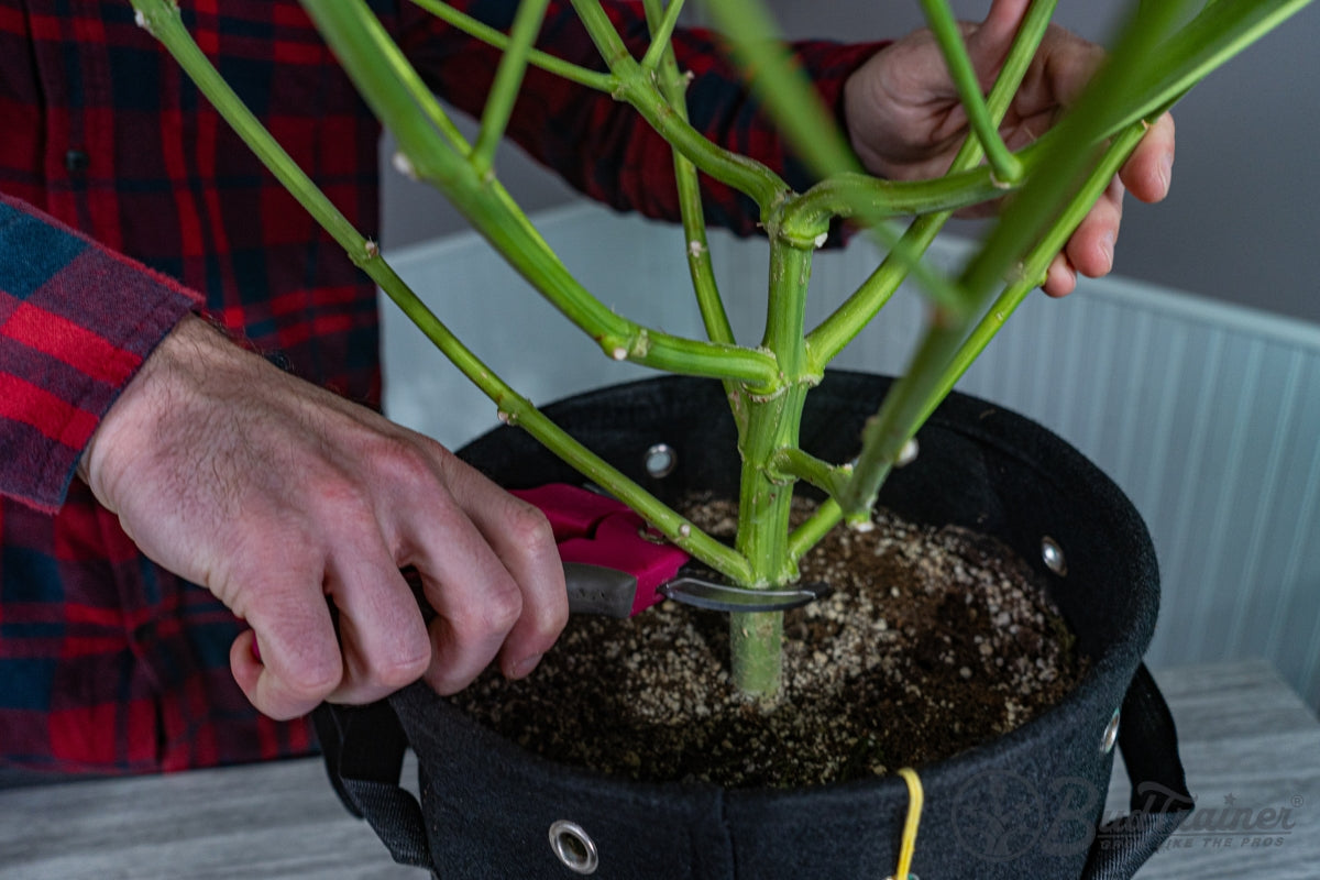 Cutting mature cannabis plant at base with pruning shears during indoor harvest.
