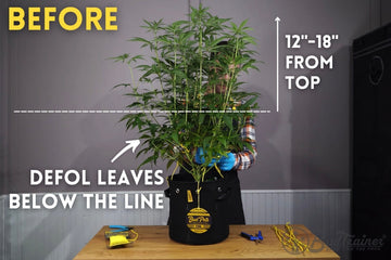 Cannabis plant before defoliation with guide line marked 12 to 18 inches from top for leaf removal.