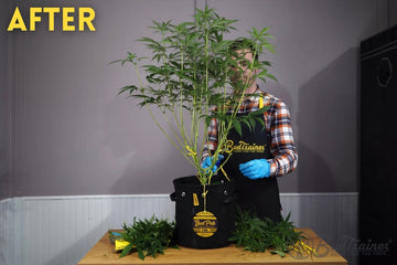 Defoliated cannabis plant in flowering stage with visible BudTrainer tools and removed leaves on table.
