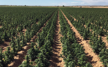 Large-scale outdoor cannabis farm growing autoflower plants in rows under full sun.