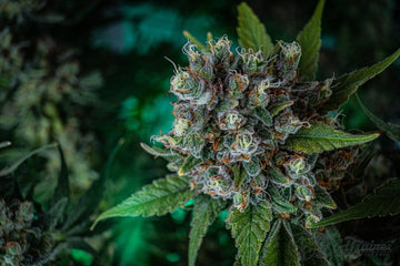 Close-up of trichome-covered cannabis flower in the late flowering stage, showing dense buds, orange pistils, and sugar leaves.