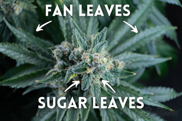 Close-up of cannabis bud showing the difference between sugar leaves and fan leaves.