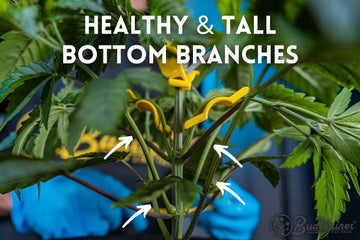 BudTrainer BudClips training cannabis plant for healthy and tall bottom branches using low-stress technique.