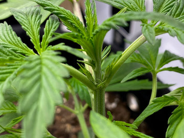 Close-up of early white pistils forming on a cannabis plant, indicating the beginning of the flowering stage.