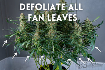 Mature cannabis plant in flowering stage with fan leaves marked for defoliation before harvest.