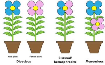 Illustration comparing dioecious, hermaphroditic, and monoecious plant types with male, female, and bisexual flowers.