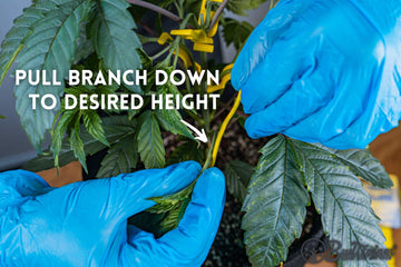 Pulling cannabis branch down with BudHuggers from BudTrainer to achieve optimal low stress training height.