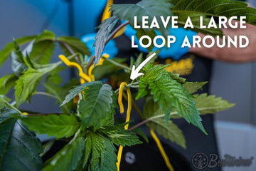 BudTrainer BudHugger gently securing cannabis branch with large training loop for healthy growth.