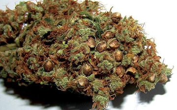 Close-up of a seeded cannabis flower, also known as seedy weed, showing mature marijuana seeds embedded in the bud.