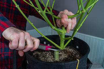 Person cutting down cannabis plant at the base during harvest using pruning shears.