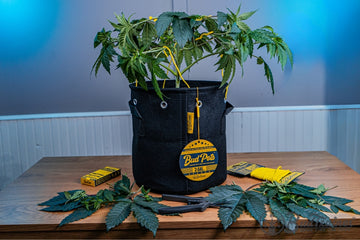 Defoliated cannabis plant in the vegetative stage growing in BudPots fabric pot, trained with BudHuggers and BudClips, with pruning tools and leaves on table.