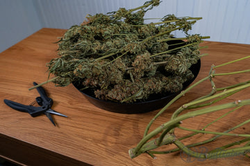 Trimmed cannabis branches in a black bowl on a wooden table beside pruning scissors.