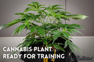 Healthy cannabis plant in a fabric pot showing early vegetative growth stage, ready for low stress training indoors.