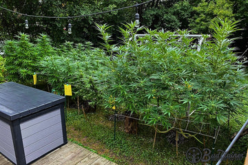 Outdoor cannabis plants topped multiple times and trained with horizontal support in a backyard garden.