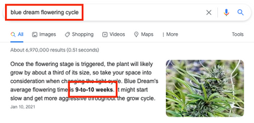 Google search result showing Blue Dream cannabis flowering cycle duration of 9 to 10 weeks.