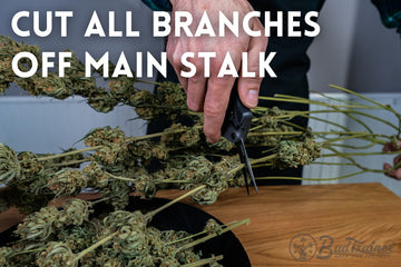 Hand cutting cannabis branches off main stalk with trimming scissors.