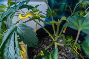 BudClips from BudTrainer repositioned on cannabis branch after initial low stress training for better canopy structure.