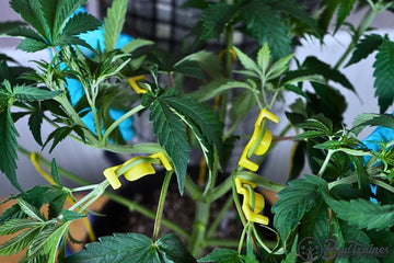 Cannabis plant trained using four BudClips from BudTrainer for even canopy development and faster growth.