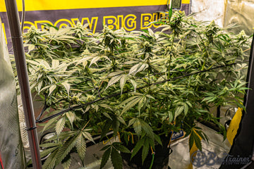Cannabis plants flowering under trellis net inside grow tent with BudTrainer banner in background.