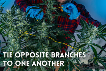 Grower tying opposite cannabis branches together using BudHuggers for plant support.
