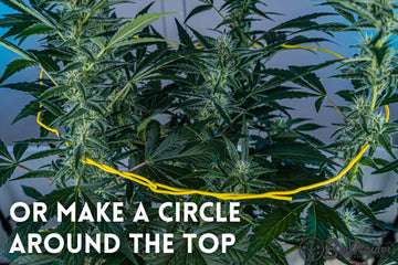 Cannabis plant supported by BudHuggers tied in a circular shape around the top for even bud growth.