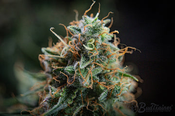Macro photo of mature cannabis flower with mostly brown pistils and visible trichomes during late flowering stage.