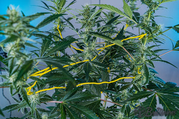 Cannabis plant supported with BudHuggers for bud development during flowering stage.