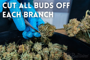 Gloved hands cutting cannabis buds off branches with trimming scissors.