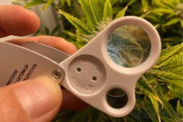 Inspecting cannabis trichomes using a jeweler’s loupe to check maturity during flowering stage.