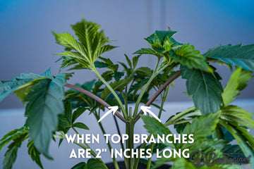 Cannabis plant showing top branches ready for training at 2 inches long – early growth stage guide by BudTrainer.