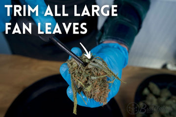 Trimming fan leaves from dried cannabis bud using scissors and gloves.