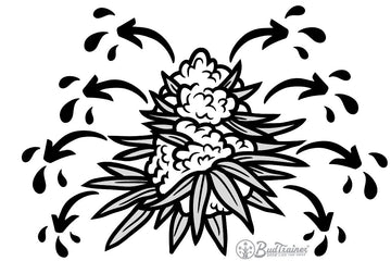 Illustration of cannabis flower releasing water with directional arrows and droplets.