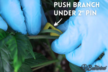 Using BudTrainer BudClips to train cannabis branch under second pin during low-stress training.