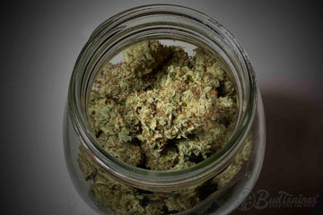 Top view of cured cannabis buds inside a mason jar.