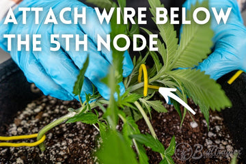 Attaching BudHuggersĀ® below the 5th node for low stress training cannabis plants to grow bigger buds at home.