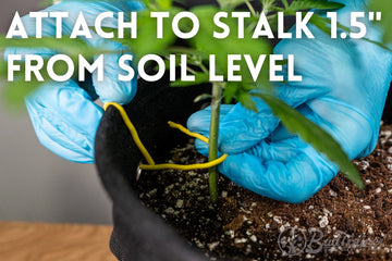 Attaching BudHuggers to cannabis stalk 1.5 inches from soil level for low stress training in BudPots.