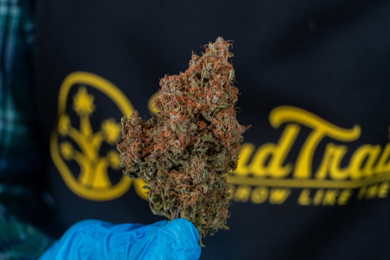 Hand in blue glove holding dense, trichome-rich cannabis bud in front of BudTrainer logo.